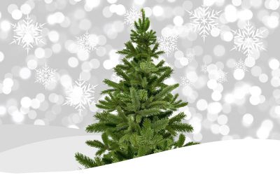 Auch in diesem Jahr… Großer Weihnachtsbaumverkauf